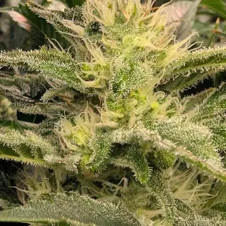 Sticky Broccoli DWC x Eternity Cup 2026