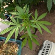 The White Sweet Candy OG One x Outdoor