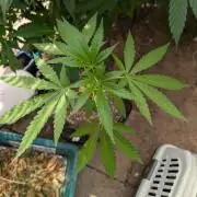 The White Sweet Candy OG One x Outdoor