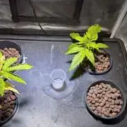 [PHENOHUNT]Dizcoball OG (SSH × Zkittlez)