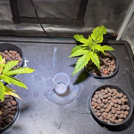 [PHENOHUNT]Dizcoball OG (SSH × Zkittlez)