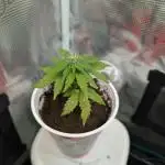 Auto Pablo Escobar - Divine Seeds GACv2