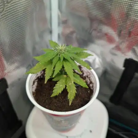 Auto Pablo Escobar - Divine Seeds GACv2
