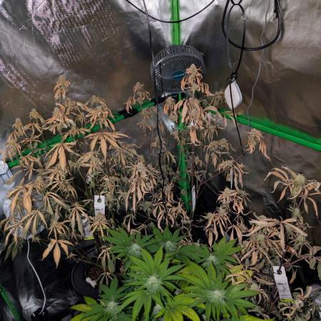 RDWC Cuts x The White Sweet Candy OG One