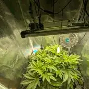 Sticky Broccoli DWC x Eternity Cup 2026