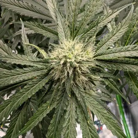 Peach Lassi x Mary Jane 2026