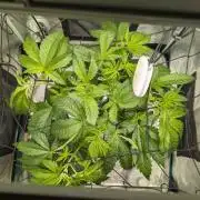 Sticky Broccoli DWC x Eternity Cup 2026