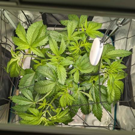 Sticky Broccoli DWC x Eternity Cup 2026