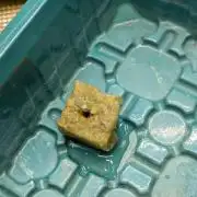 Sticky Broccoli DWC x Eternity Cup 2026