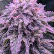 RDWC Cuts x The White Sweet Candy OG One