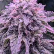 RDWC Cuts x The White Sweet Candy OG One
