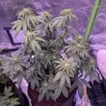 Graffiti Dreams – Permanent Marker