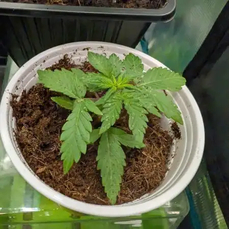 Auto Pablo Escobar - Divine Seeds GACv2