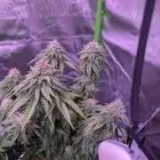 Graffiti Dreams – Permanent Marker