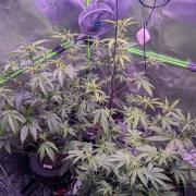 RDWC Cuts x The White Sweet Candy OG One