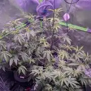 RDWC Cuts x The White Sweet Candy OG One