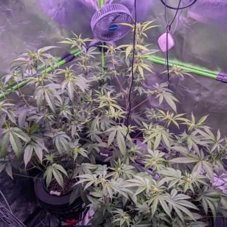 RDWC Cuts x The White Sweet Candy OG One