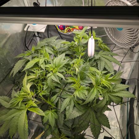 Sticky Broccoli DWC x Eternity Cup 2026