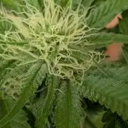 The White Sweet Candy OG One x Outdoor