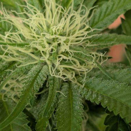 The White Sweet Candy OG One x Outdoor