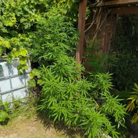 Tropicana Cookies FF Cut x Outdoor x Fast Buds
