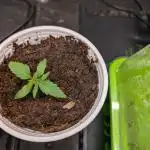 Auto Pablo Escobar - Divine Seeds GACv2