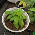 Auto Pablo Escobar - Divine Seeds GACv2