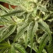 The White Sweet Candy OG One x Outdoor