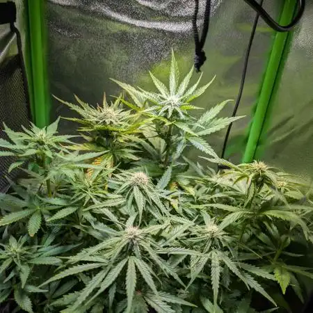 Small Tent, Big Dreams