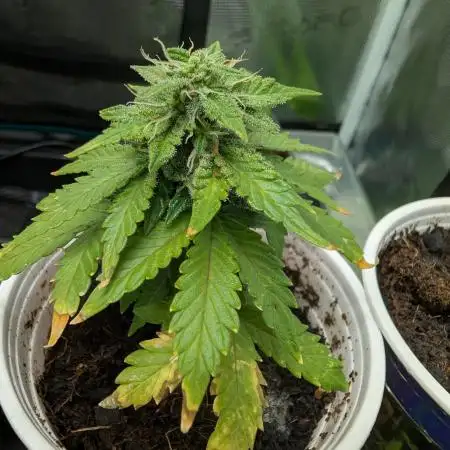 Auto Pablo Escobar - Divine Seeds GACv2