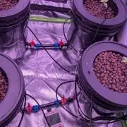 Gassy Terps & Sativa Power