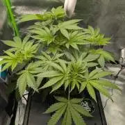Peach Lassi x Mary Jane 2026