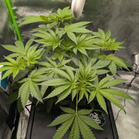 Peach Lassi x Mary Jane 2026