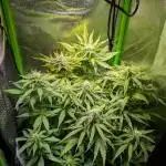 Small Tent, Big Dreams