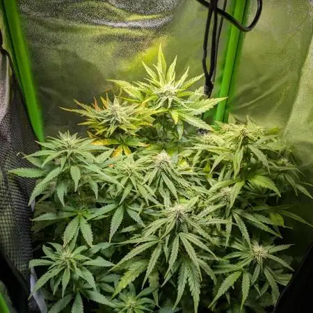 Small Tent, Big Dreams
