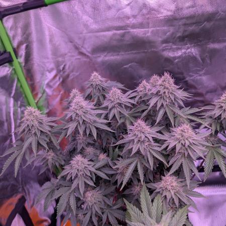 Girl Scout Cookies — Barneys Farm