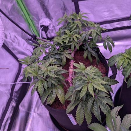 Girl Scout Cookies — Barneys Farm