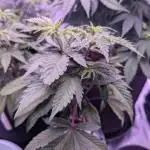 From Cut to Cup: GSC Kratky