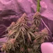 Graffiti Dreams – Permanent Marker