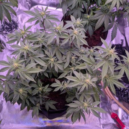 Girl Scout Cookies — Barneys Farm