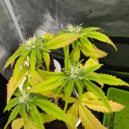 Auto Black Opium - Divine Seeds GACv2
