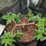 Girl Scout Cookies — Barneys Farm