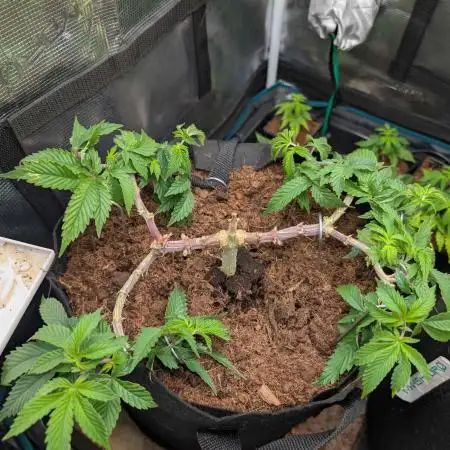 Girl Scout Cookies — Barneys Farm
