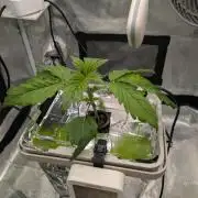 Sticky Broccoli DWC x Eternity Cup 2026