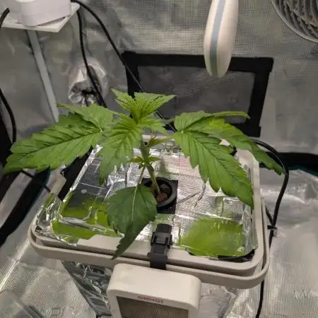 Sticky Broccoli DWC x Eternity Cup 2026