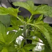 Sticky Broccoli DWC x Eternity Cup 2026