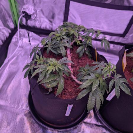 Girl Scout Cookies — Barneys Farm