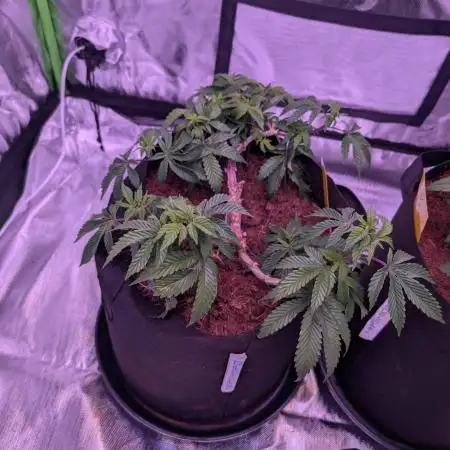Girl Scout Cookies — Barneys Farm