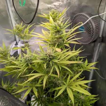 Gorilla Cookies Auto x Fast Buds