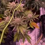 From Cut to Cup: GSC Kratky